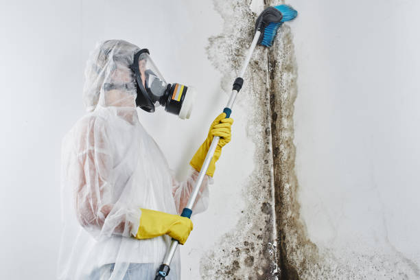 Best Toxic Mold Removal  in Chelsea Cove, NY