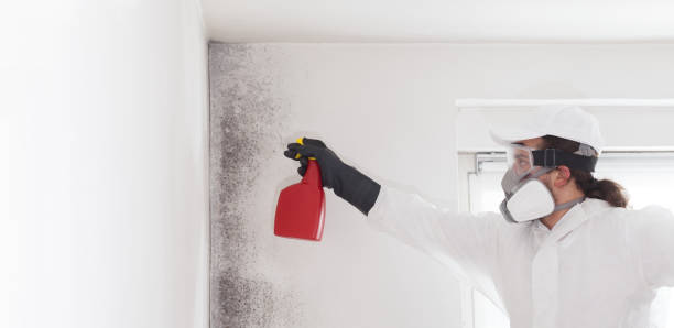 Office Mold Removal Services in Chelsea Cove, NY