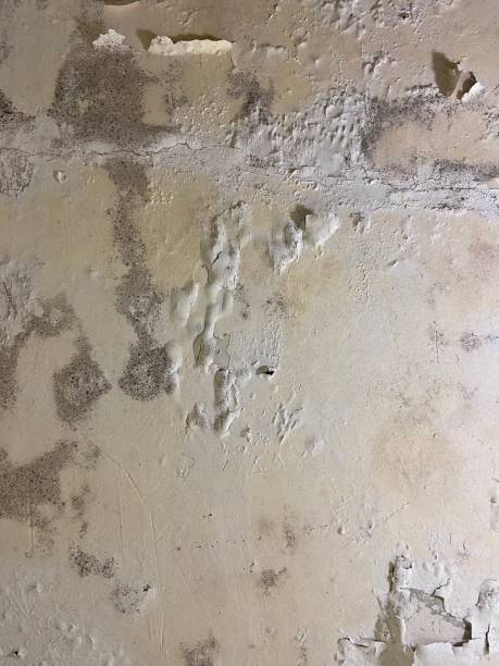 Best Same-Day Mold Removal  in Chelsea Cove, NY