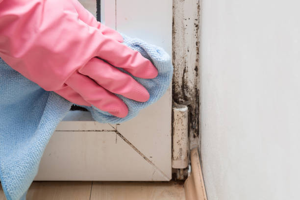 Best Fast Mold Removal  in Chelsea Cove, NY